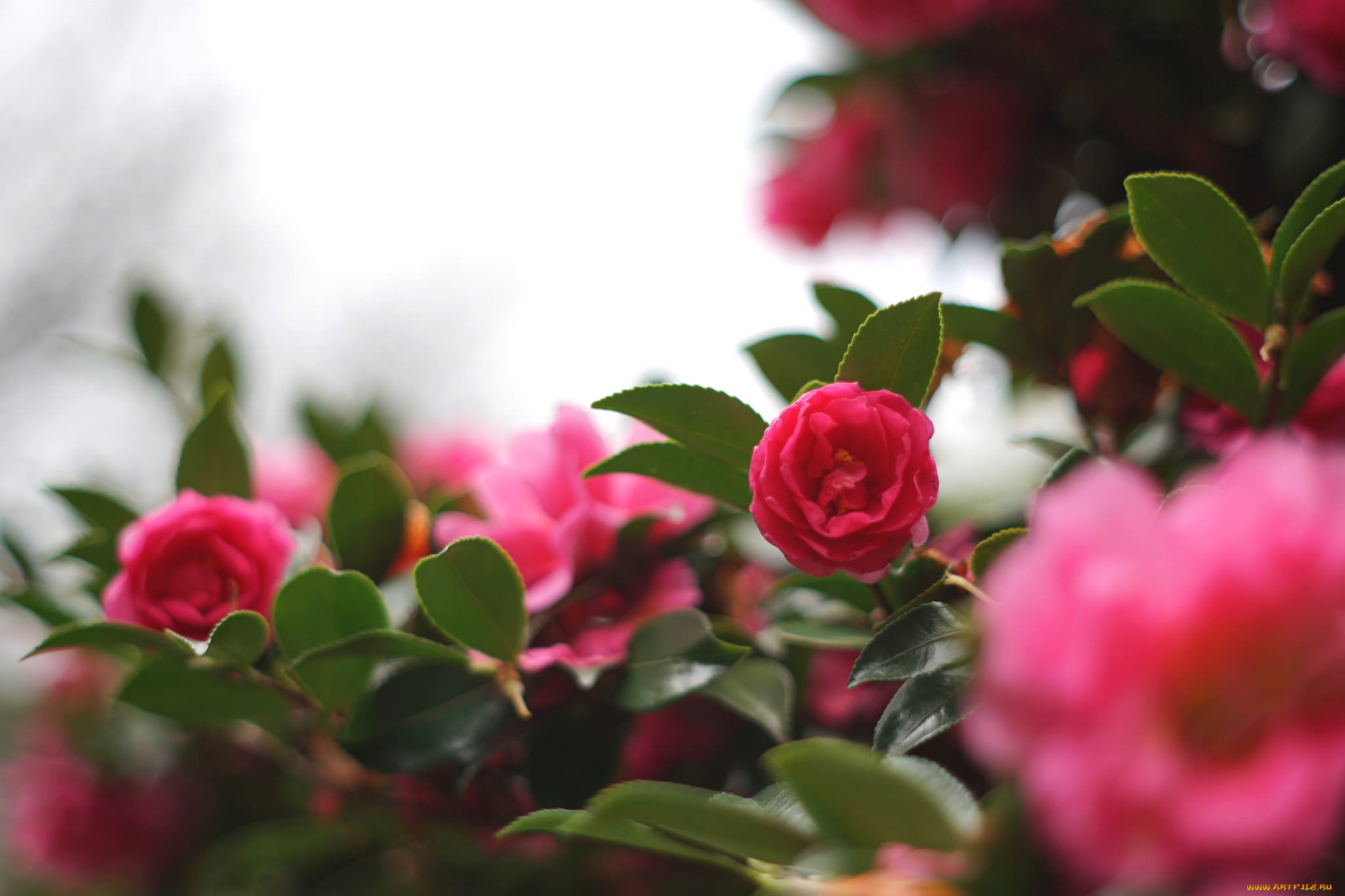 , , , , , , shrubs, , flowering, bud, leaf, camellia